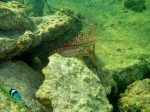 cieloestrellsa reef6.jpg